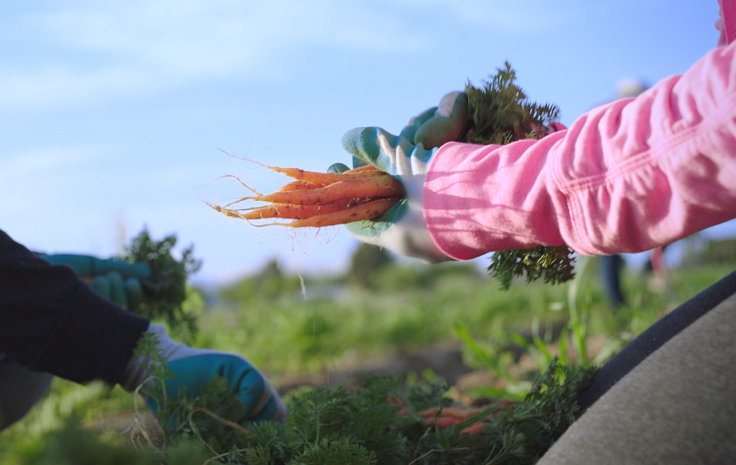 hands holding carrots in a farm field